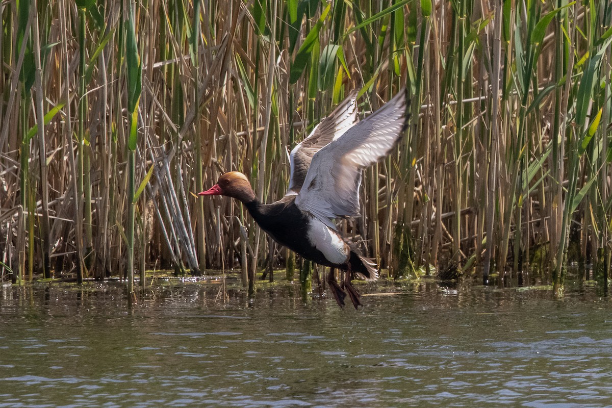 赤嘴潛鴨 - ML646113788