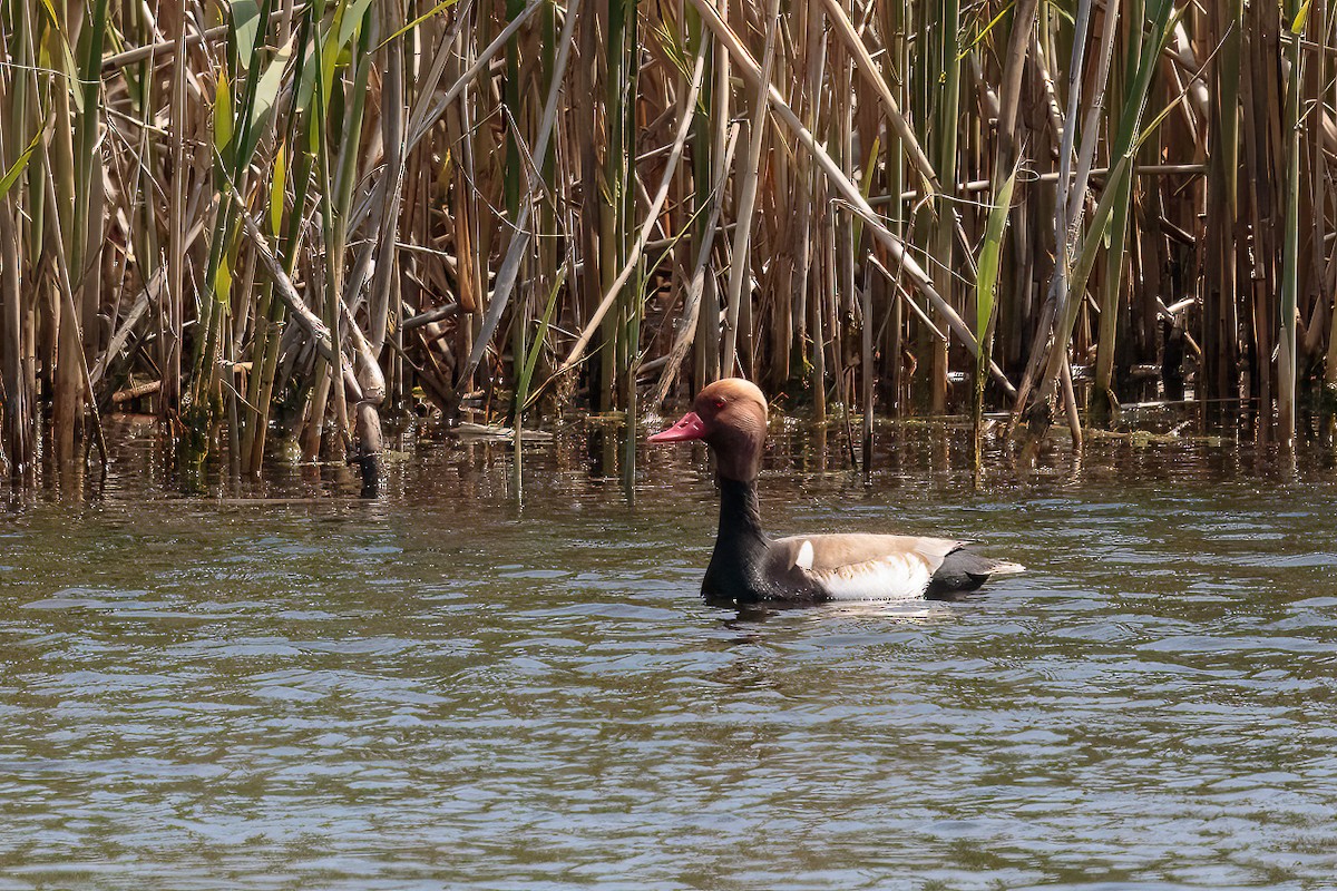 赤嘴潛鴨 - ML646113789
