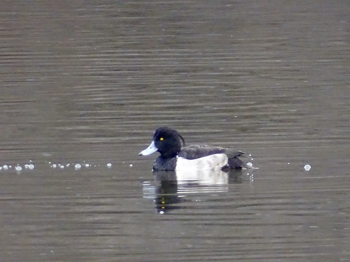 鳳頭潛鴨 - ML646113790