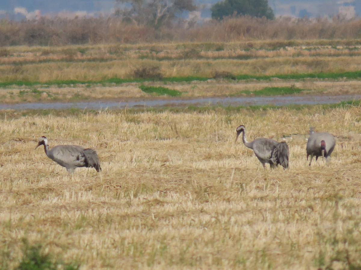 灰鶴 - ML646113791