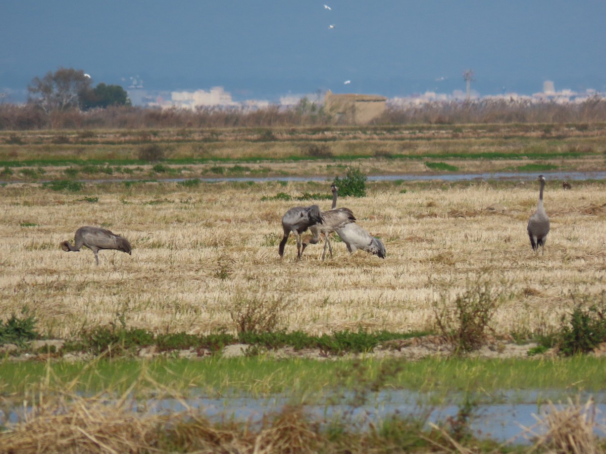 灰鶴 - ML646113792