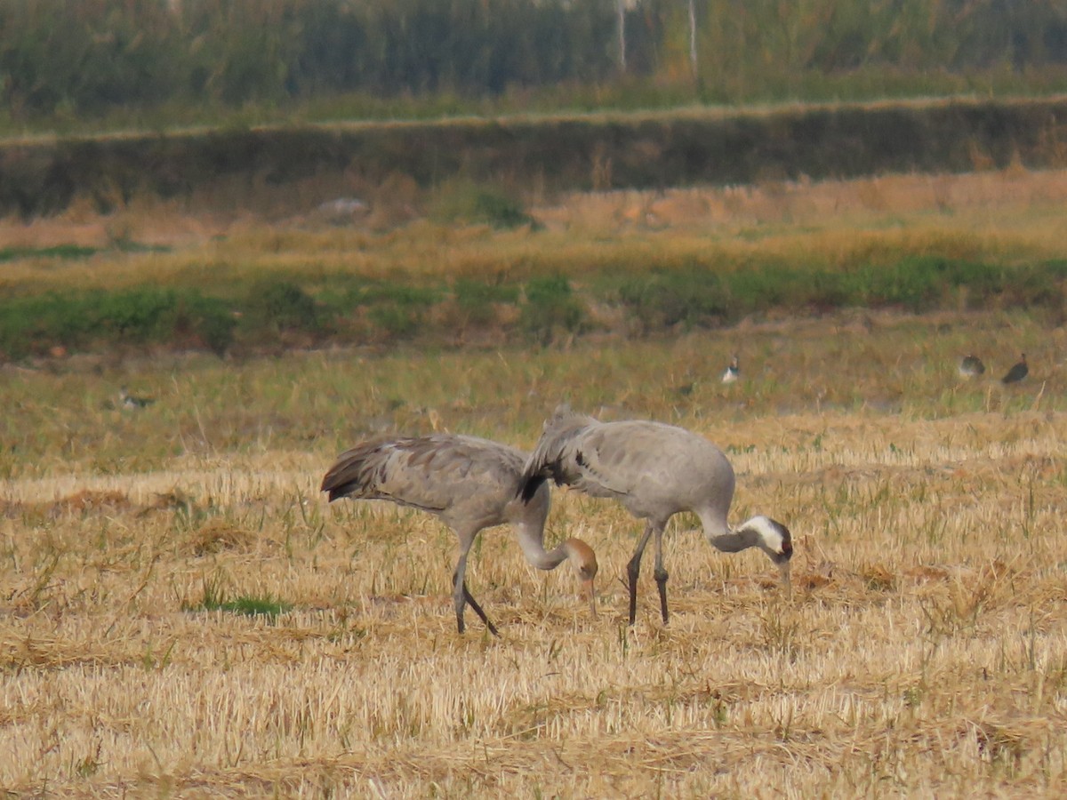 灰鶴 - ML646113793