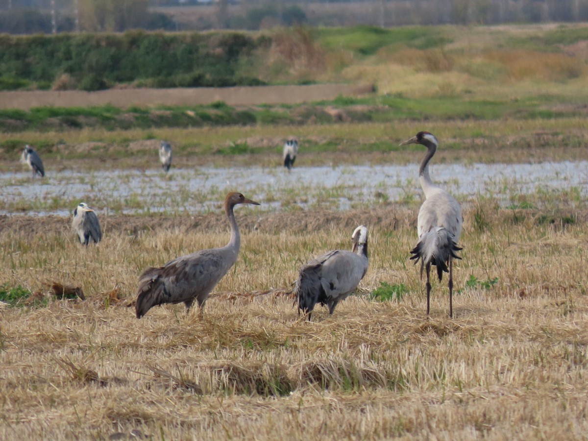 灰鶴 - ML646113794