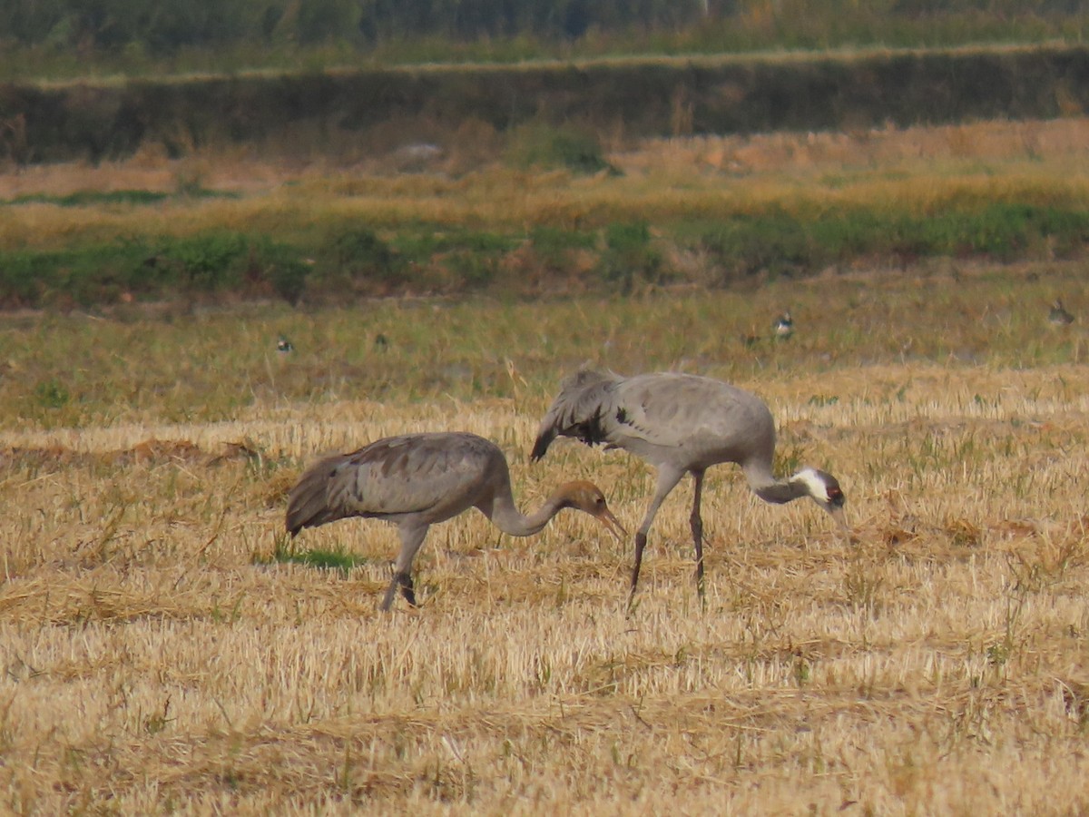 灰鶴 - ML646113795