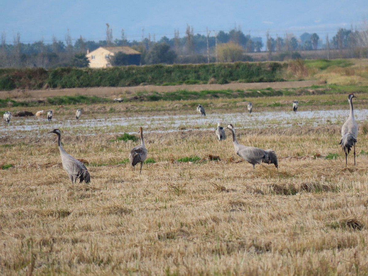 灰鶴 - ML646113796