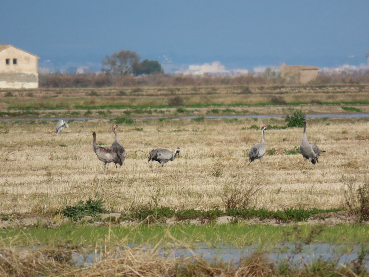 灰鶴 - ML646113797