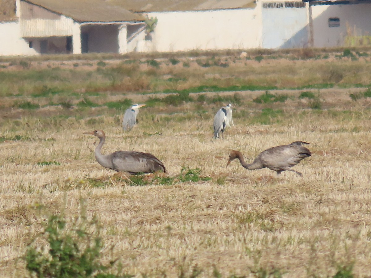 灰鶴 - ML646113798