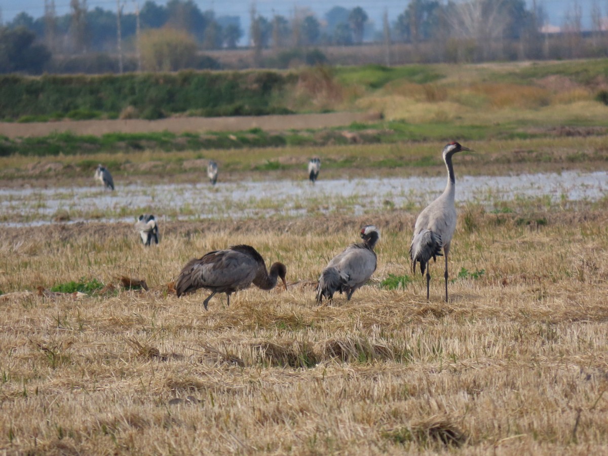 灰鶴 - ML646113799