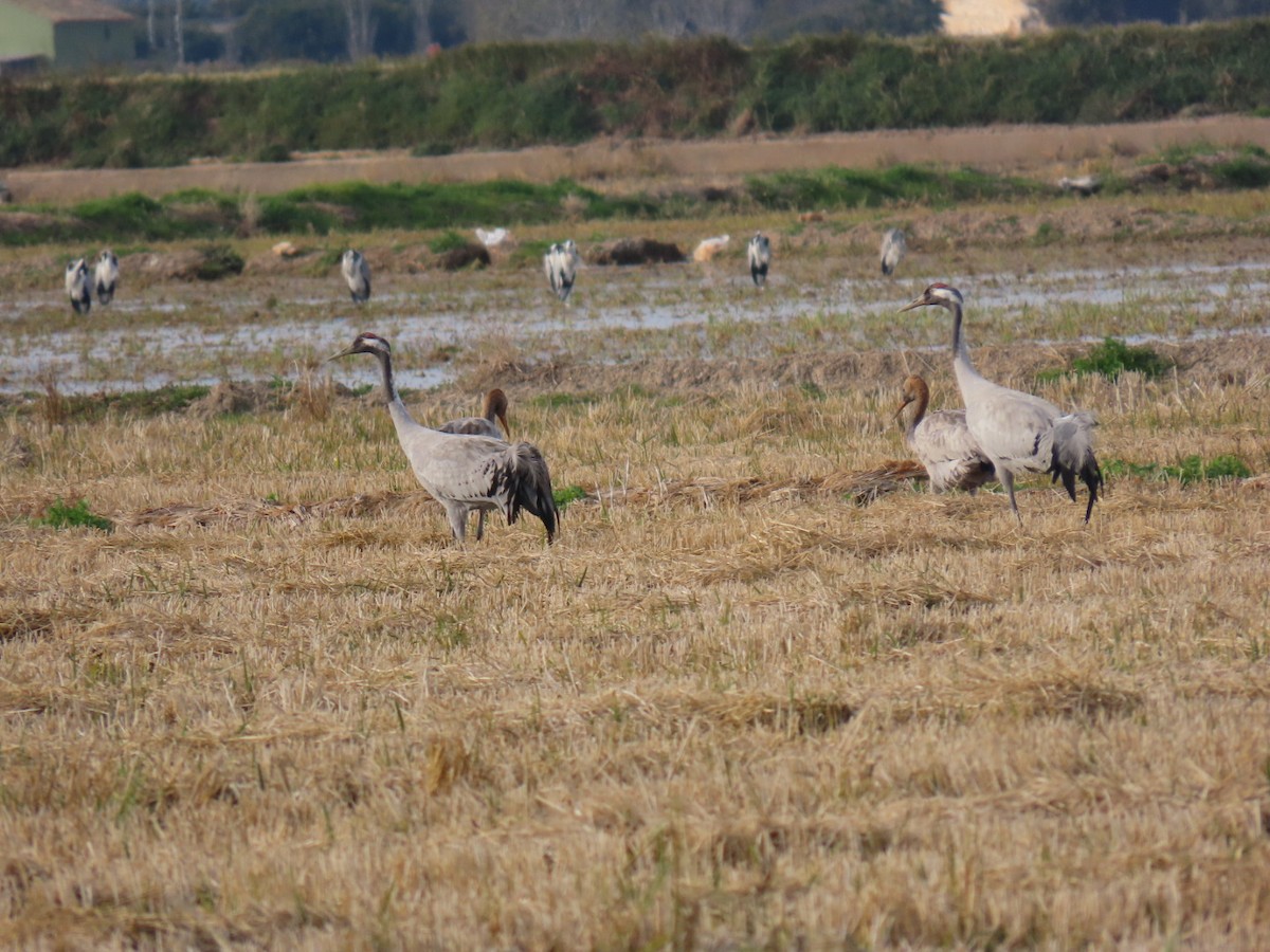 灰鶴 - ML646113800