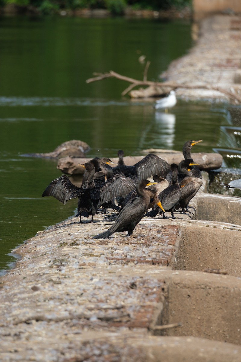 Double-crested Cormorant - ML646113802