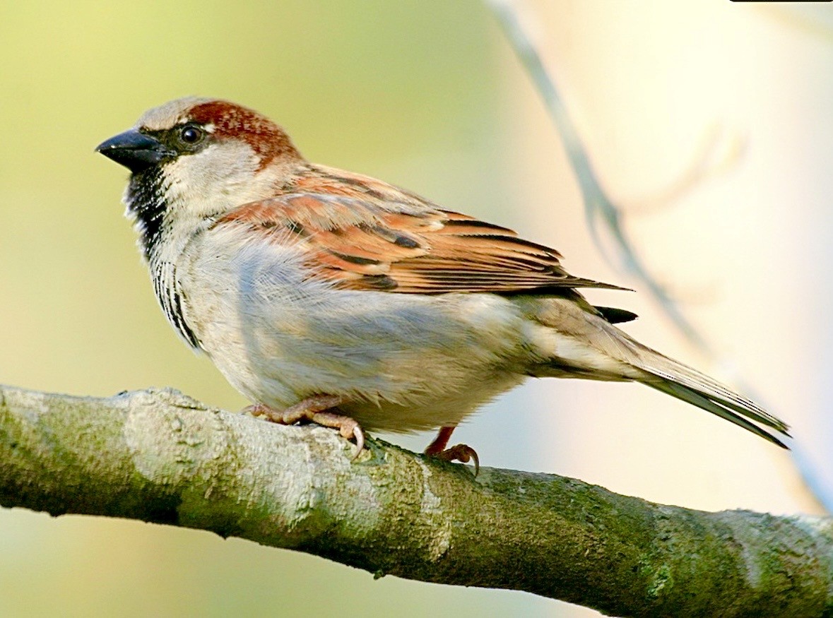 家麻雀 - ML646113803