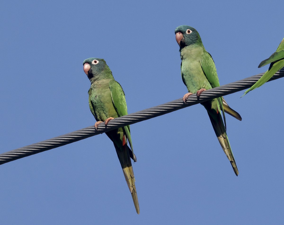 Blue-crowned Parakeet - ML646113804