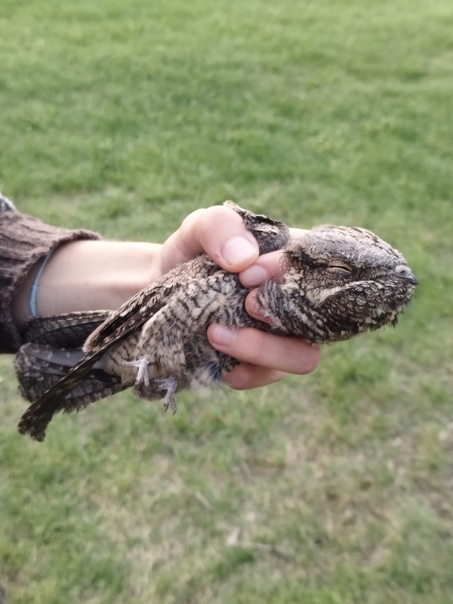 Eurasian Nightjar - ML646113805