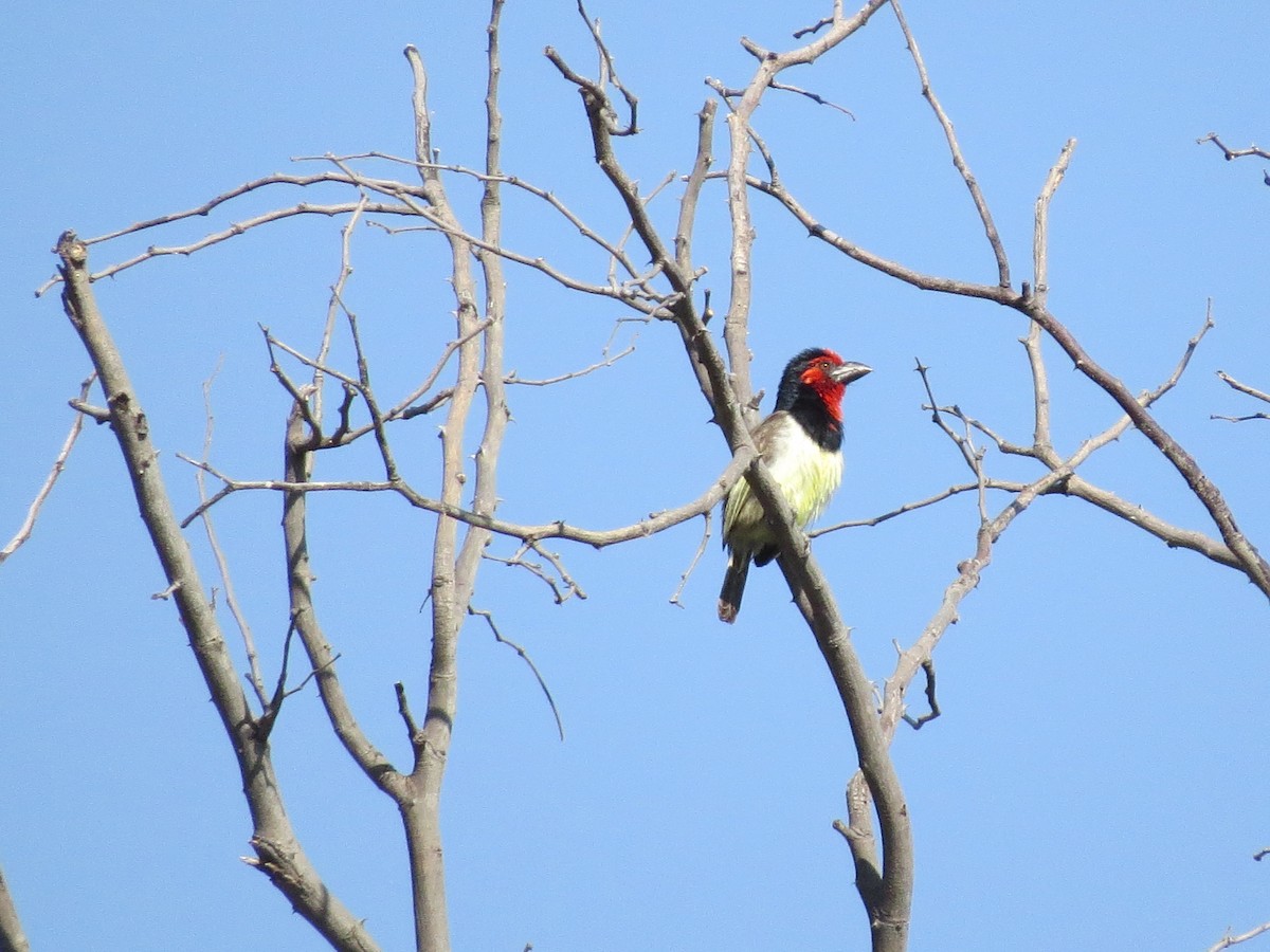 Black-collared Barbet - ML646113808