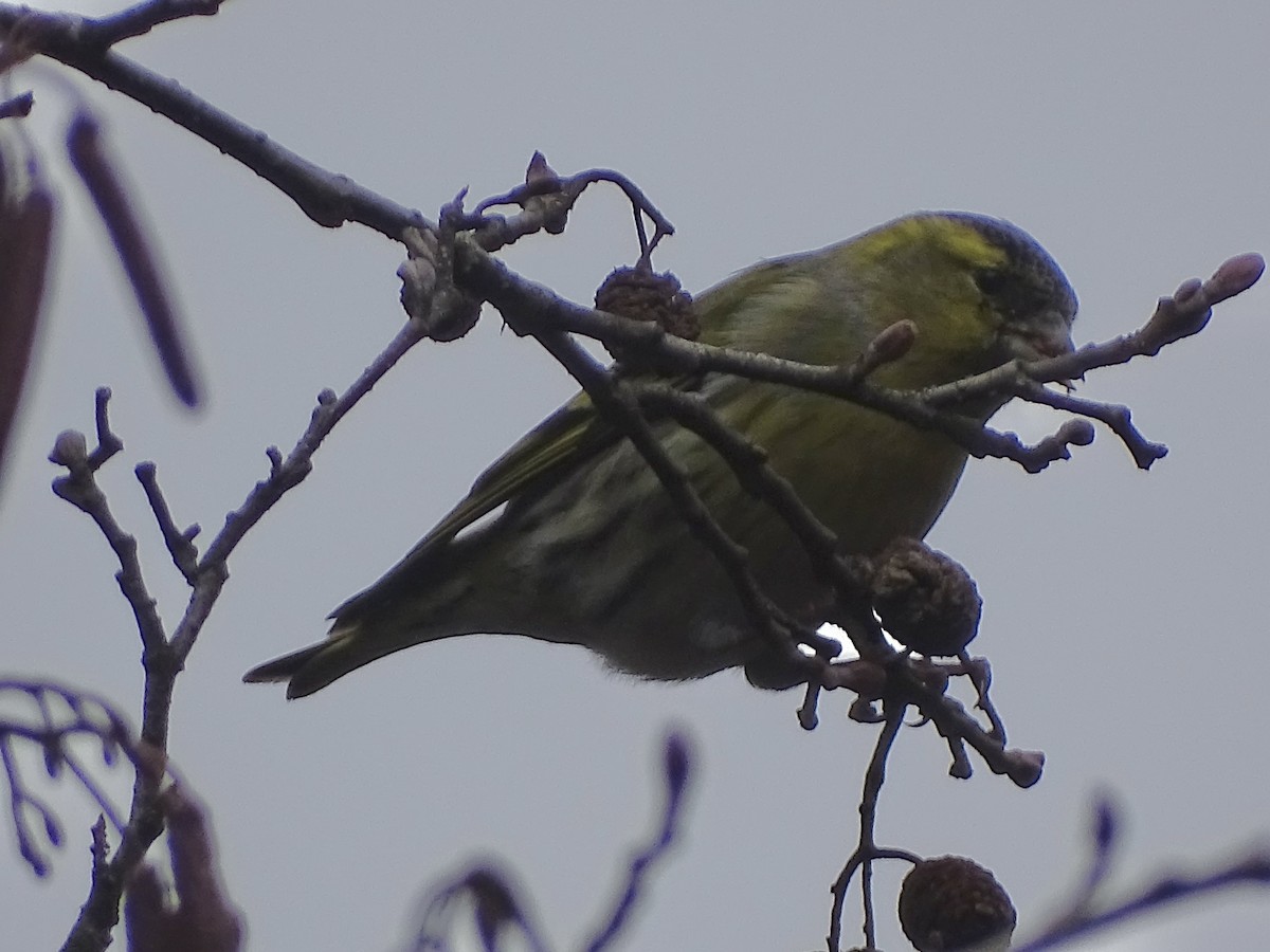 黃雀 - ML646113810