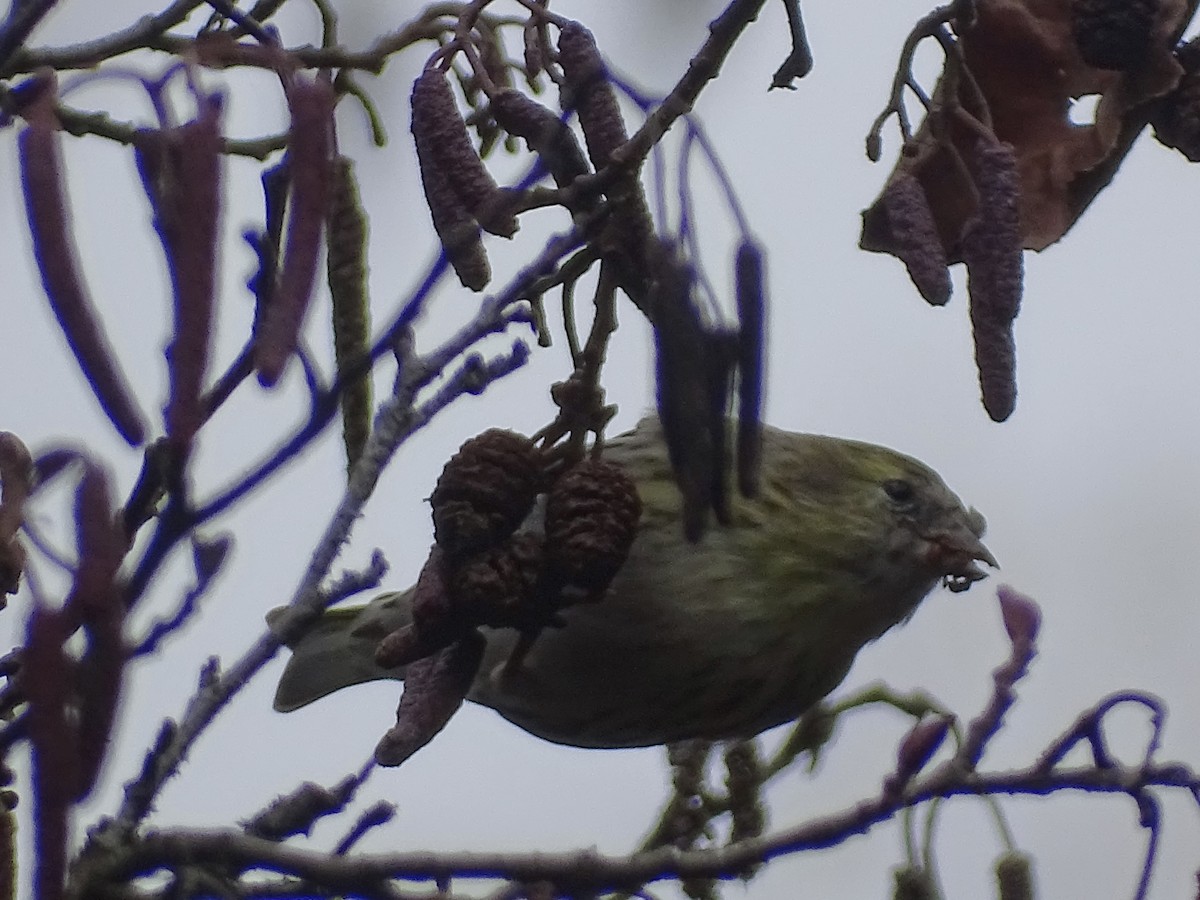 黃雀 - ML646113811