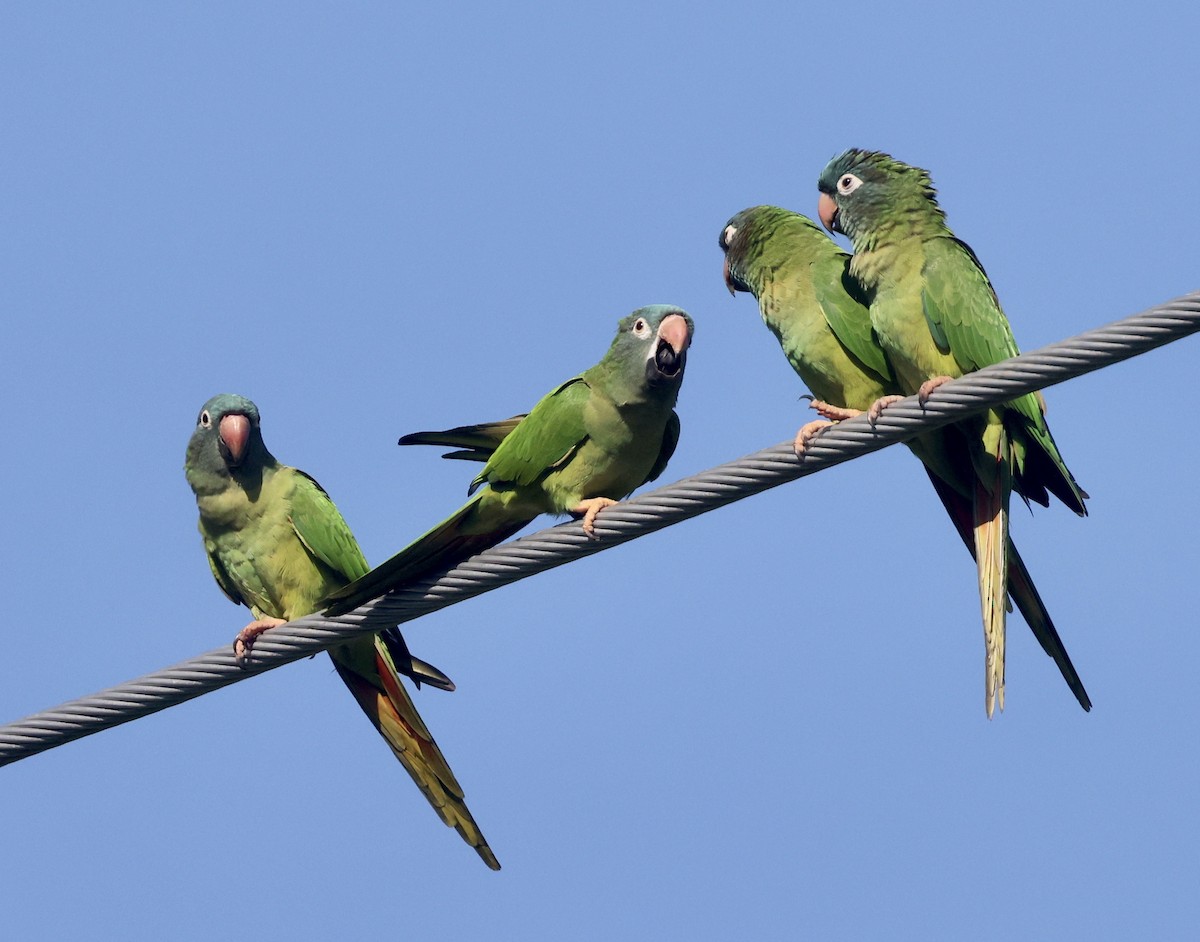Blue-crowned Parakeet - ML646113812
