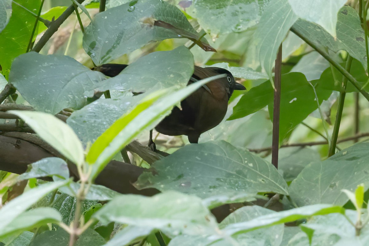 Blue-winged Laughingthrush - ML646113813