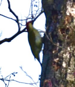 žluna zelená - ML646113819