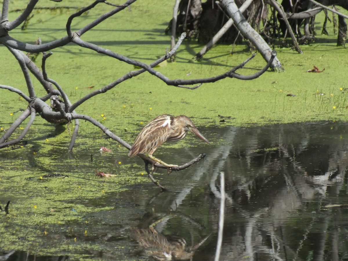 Бугайчик китайський - ML646113823