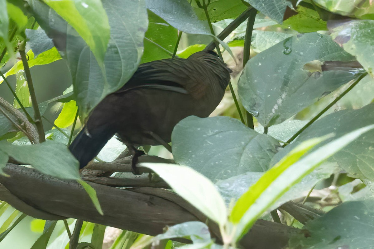 アオバネガビチョウ - ML646113826