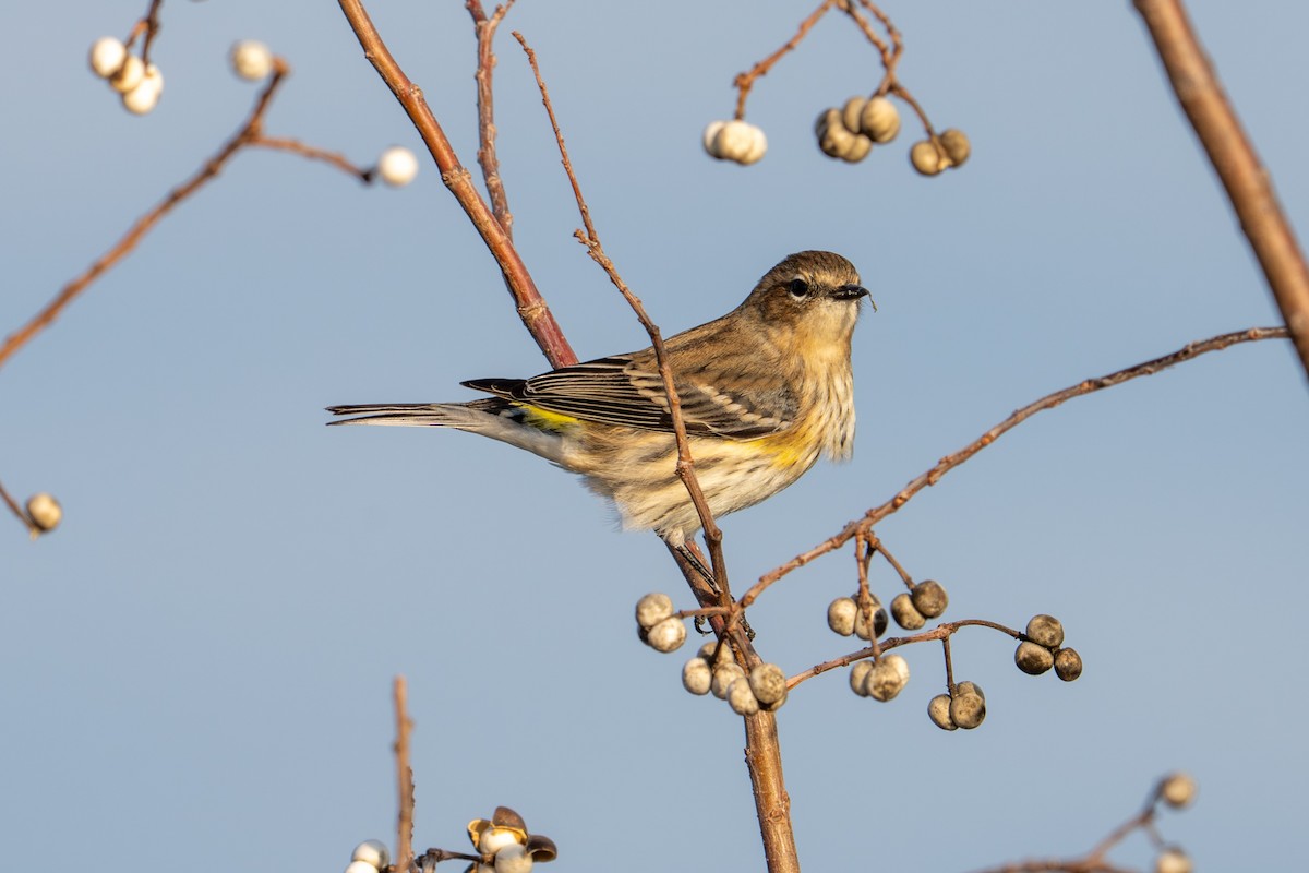 lesňáček žlutoskvrnný (ssp. coronata) - ML646113828