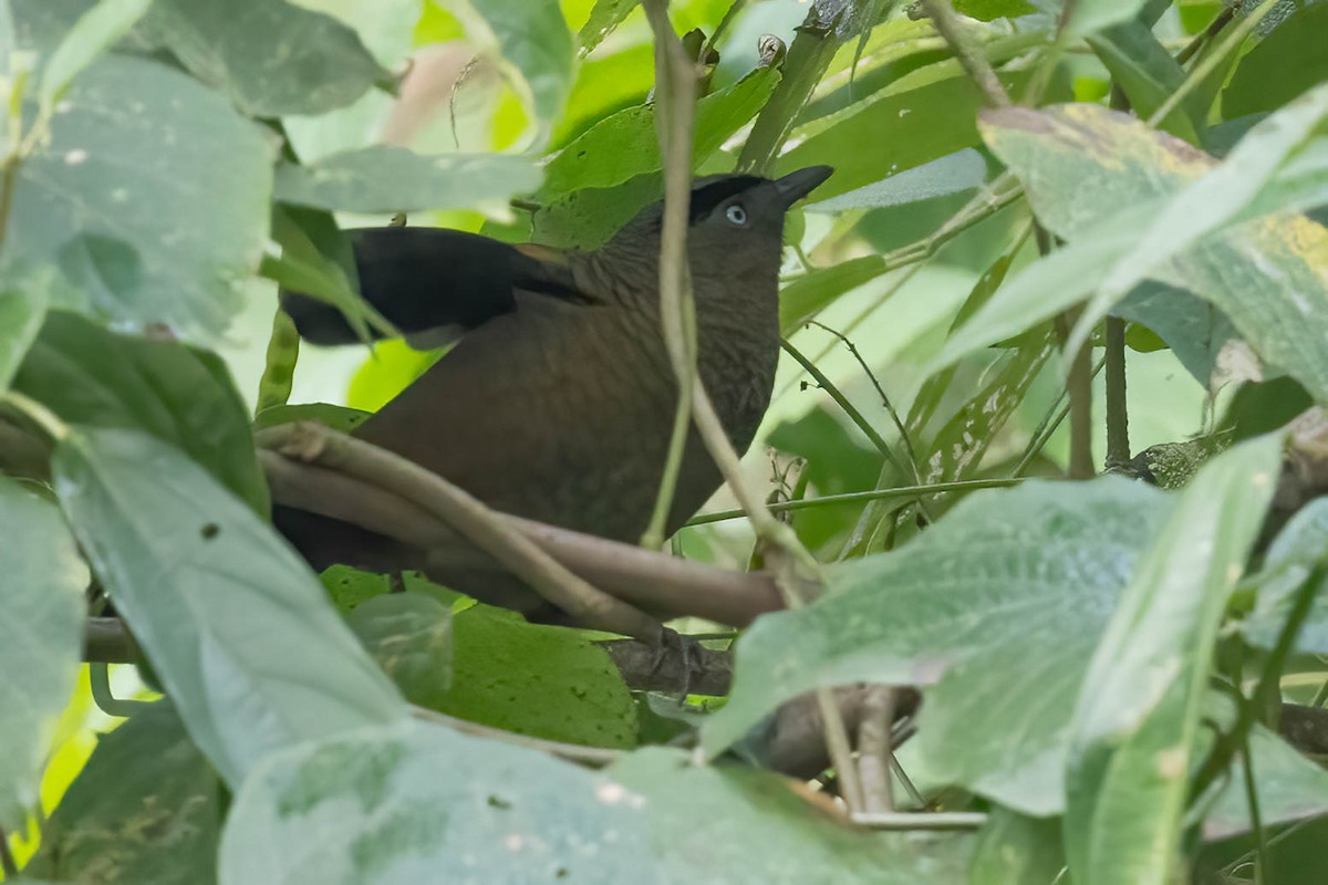 アオバネガビチョウ - ML646113835