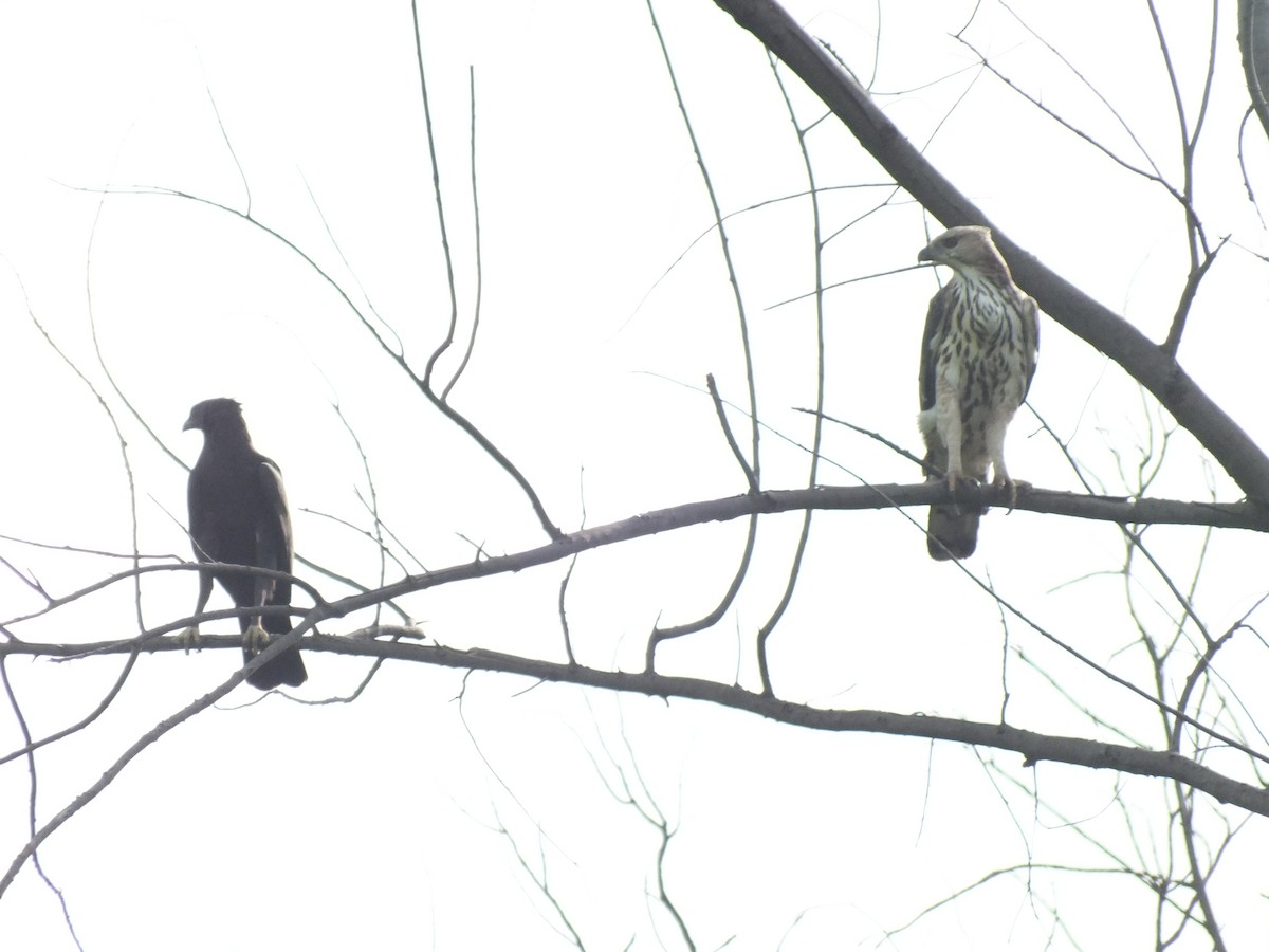 Орел-чубань індійський - ML646113836