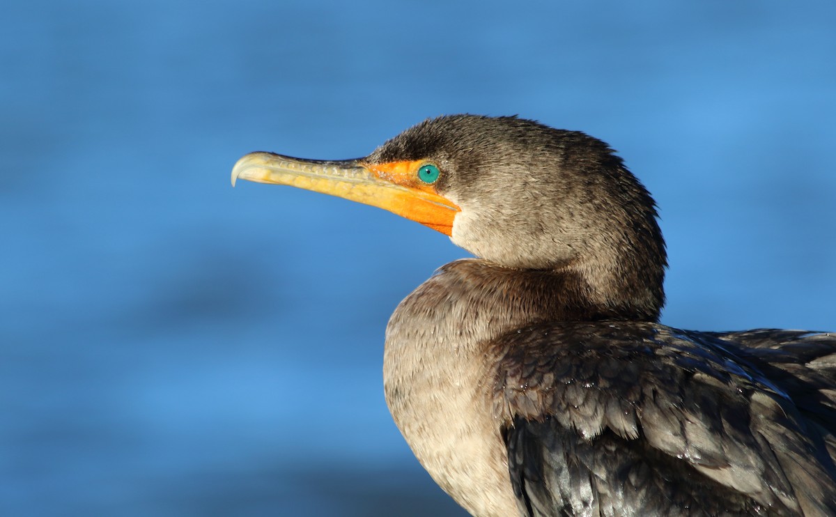 Double-crested Cormorant - ML646113837