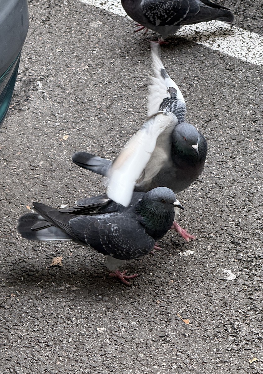 Rock Pigeon (Feral Pigeon) - ML646113840