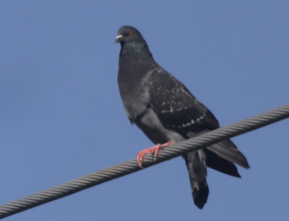 Rock Pigeon (Feral Pigeon) - ML646113841