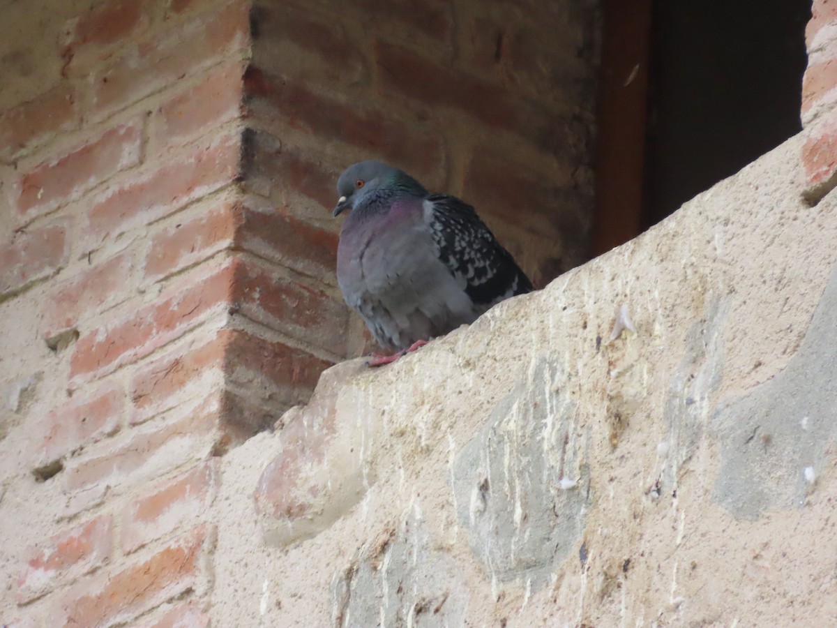 Rock Pigeon (Feral Pigeon) - ML646113843