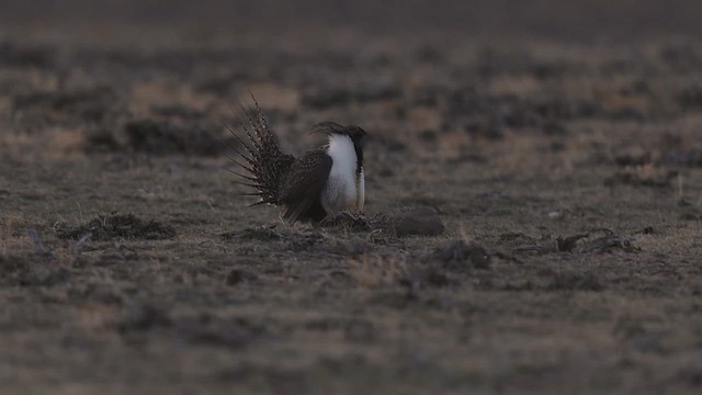 Greater Sage-Grouse - ML646113845