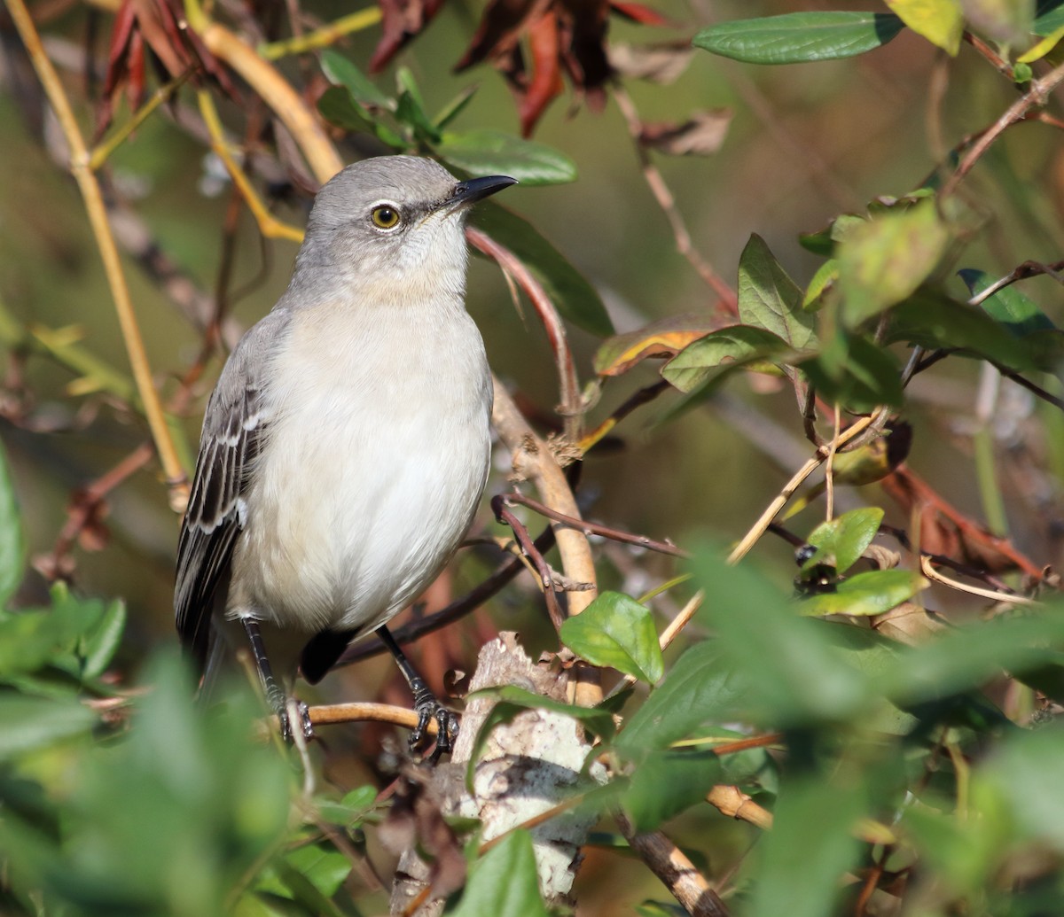 Northern Mockingbird - ML646113846