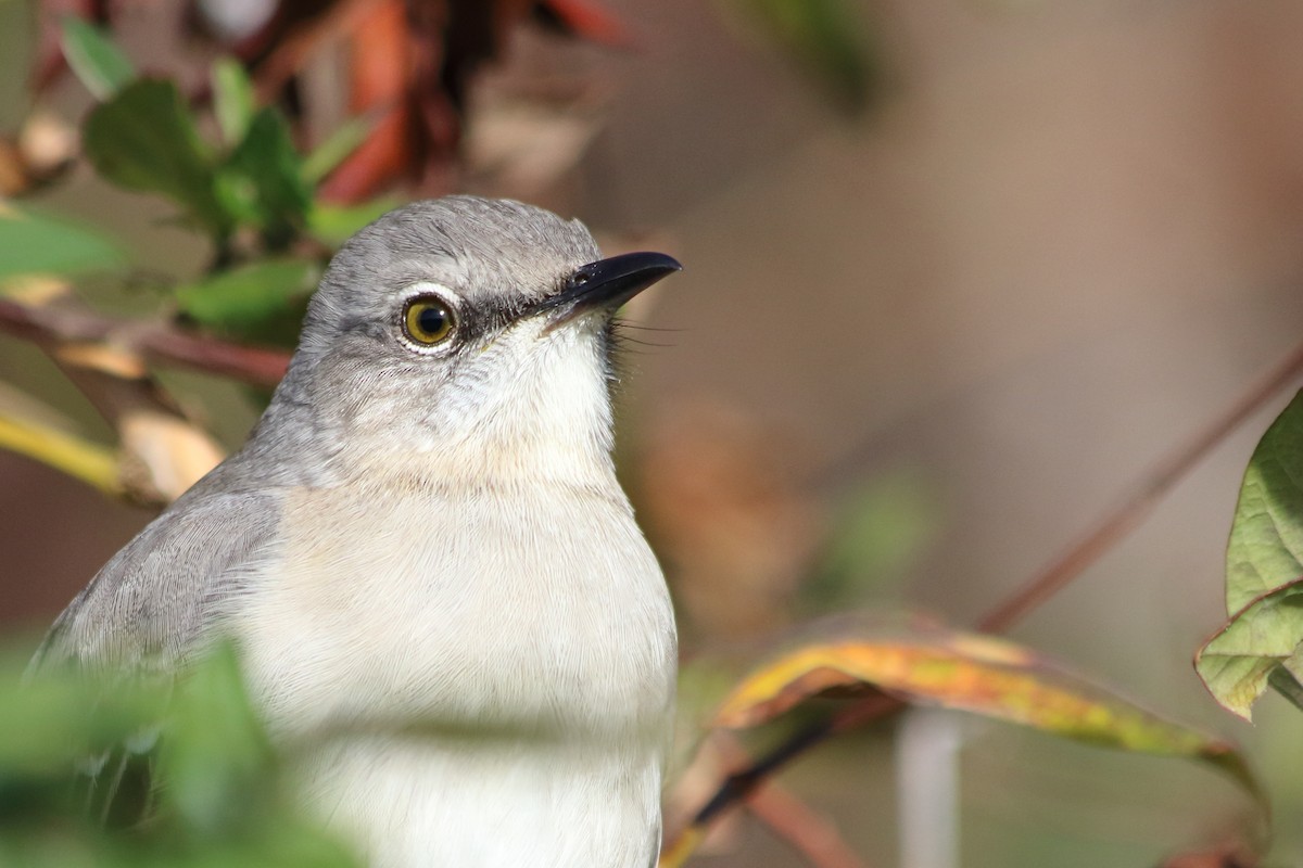 Northern Mockingbird - ML646113852