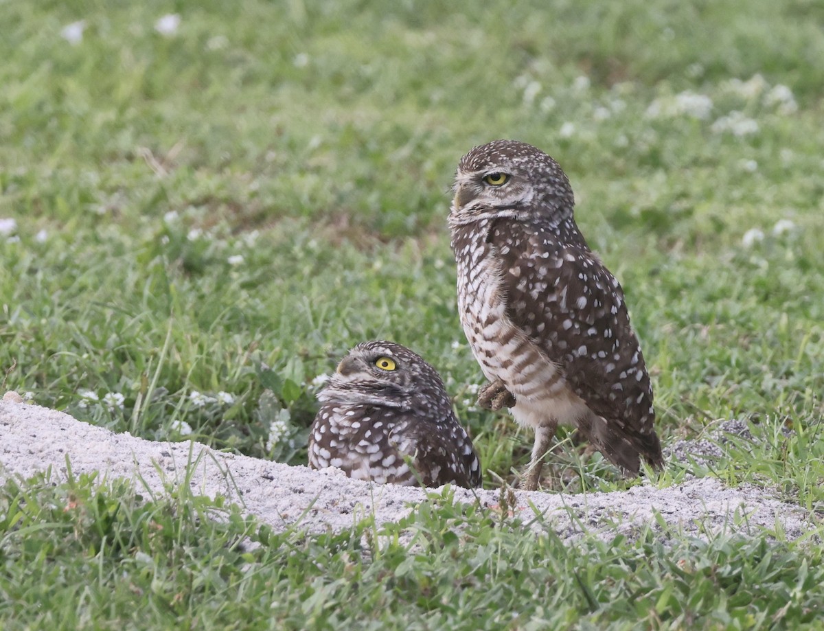 Сич американський - ML646113862