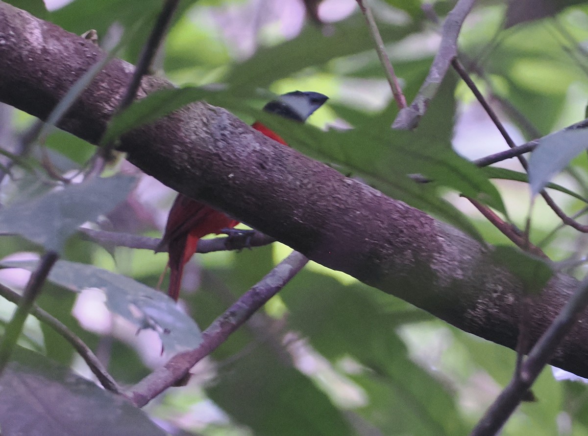 Кардинал червоно-чорний - ML646113865