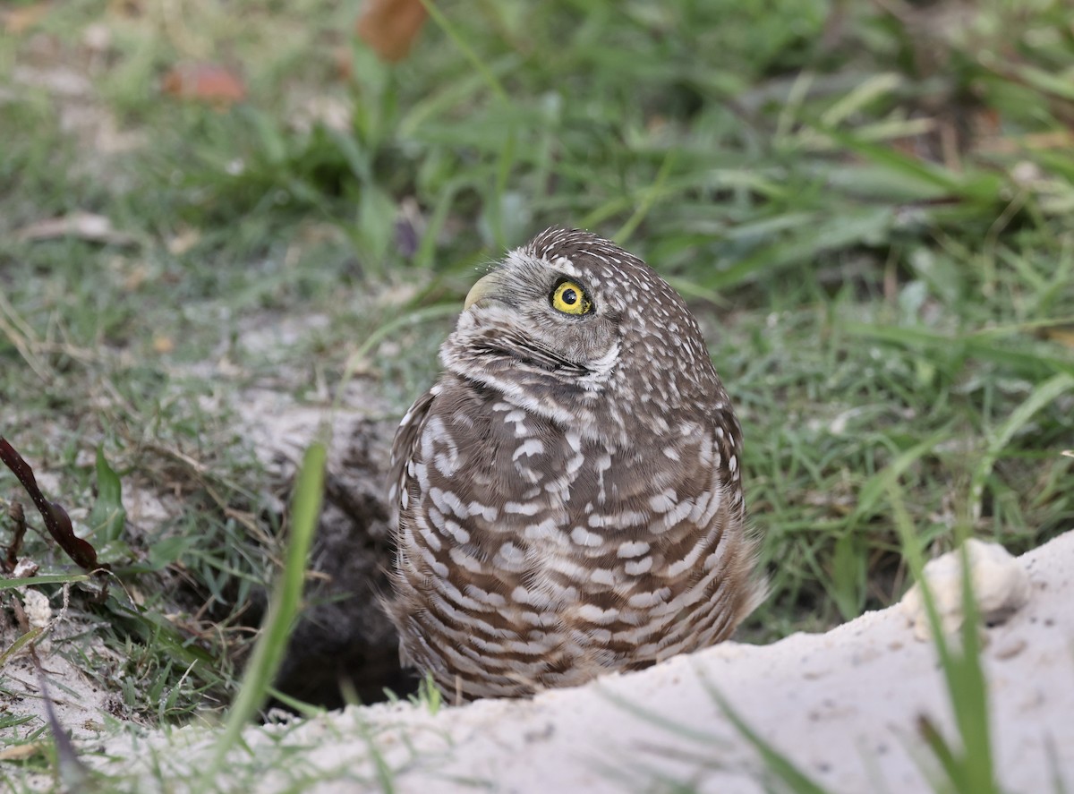 Сич американський - ML646113866