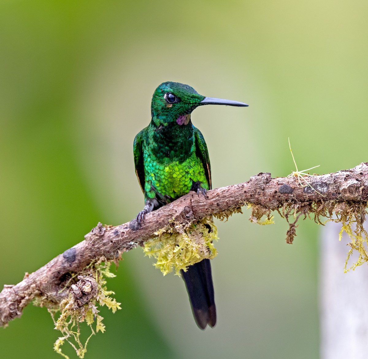 Колібрі-діамант королівський - ML646113867