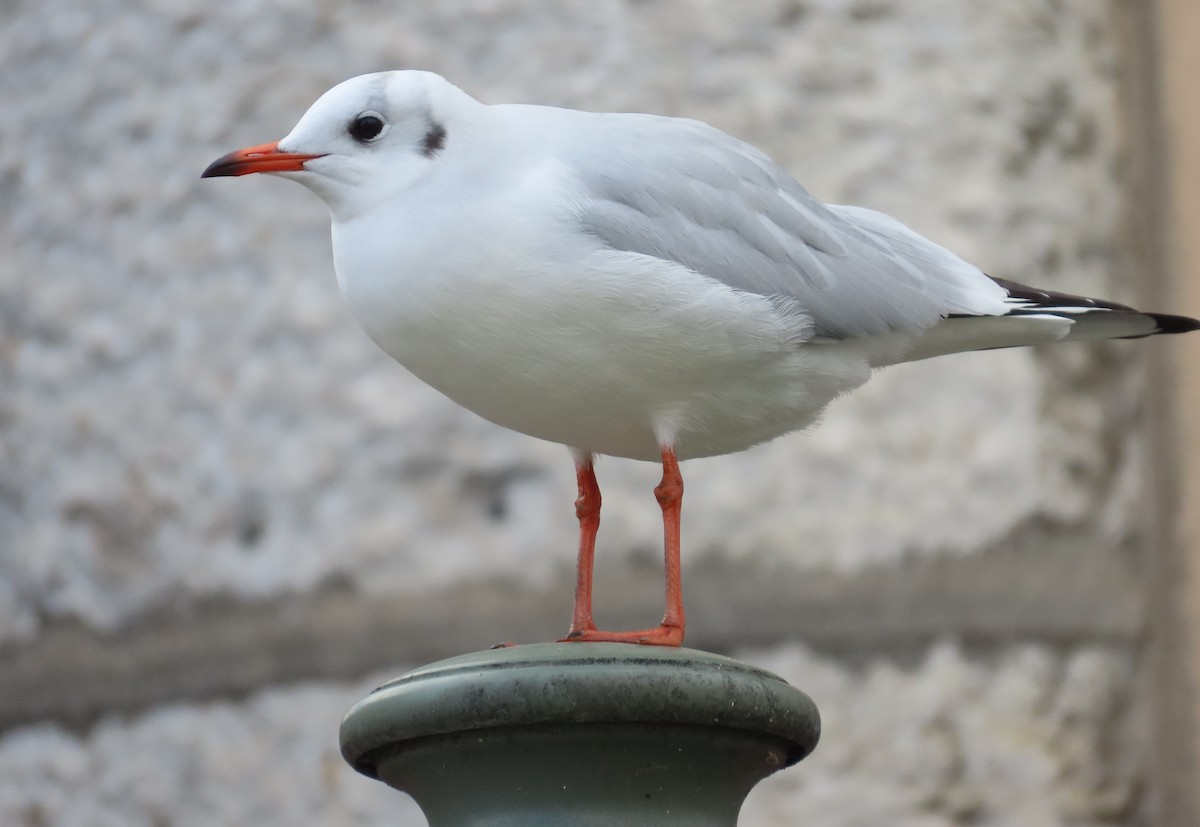 Мартин звичайний - ML646113868