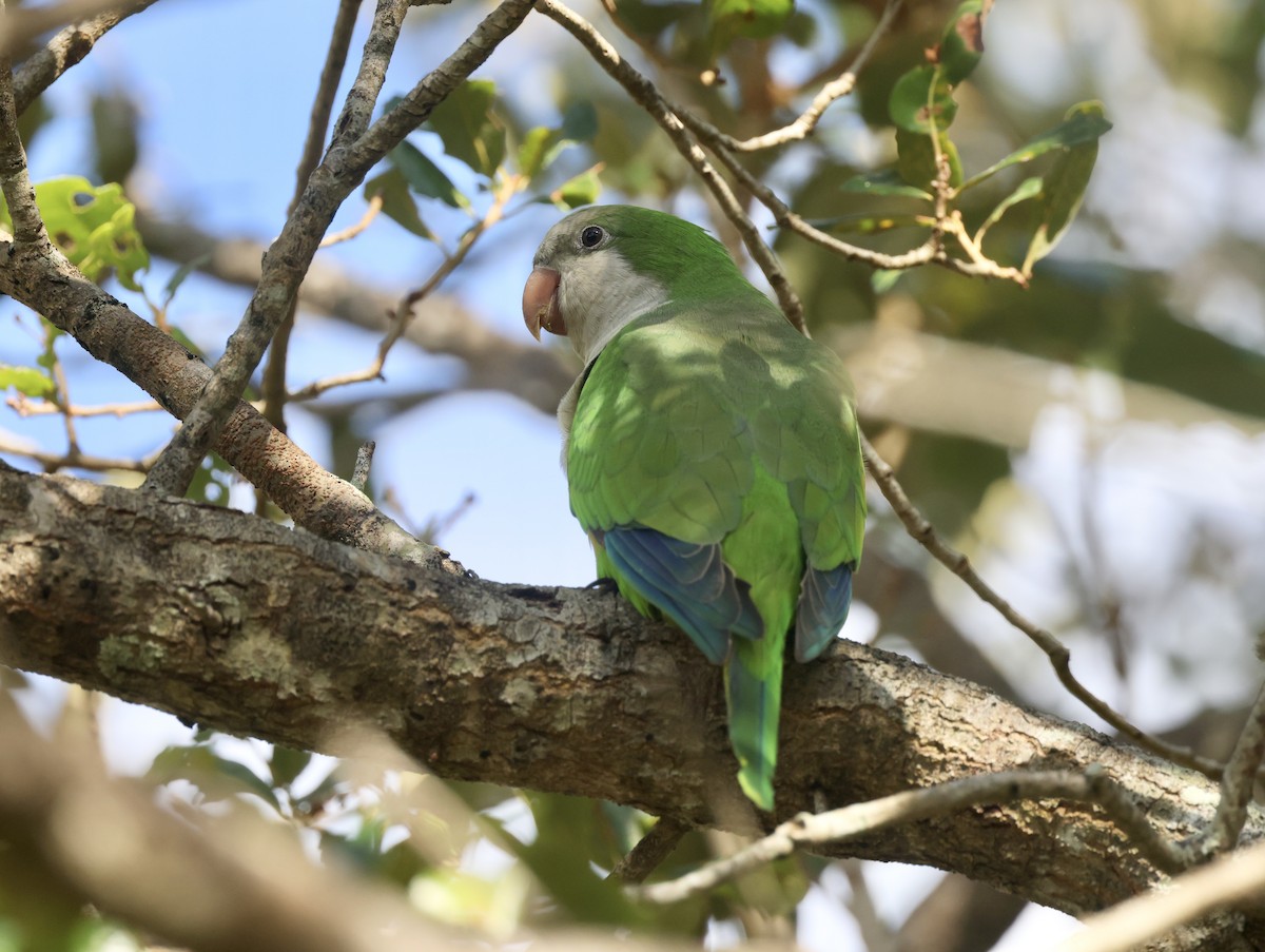 Калита сіроволий - ML646113870