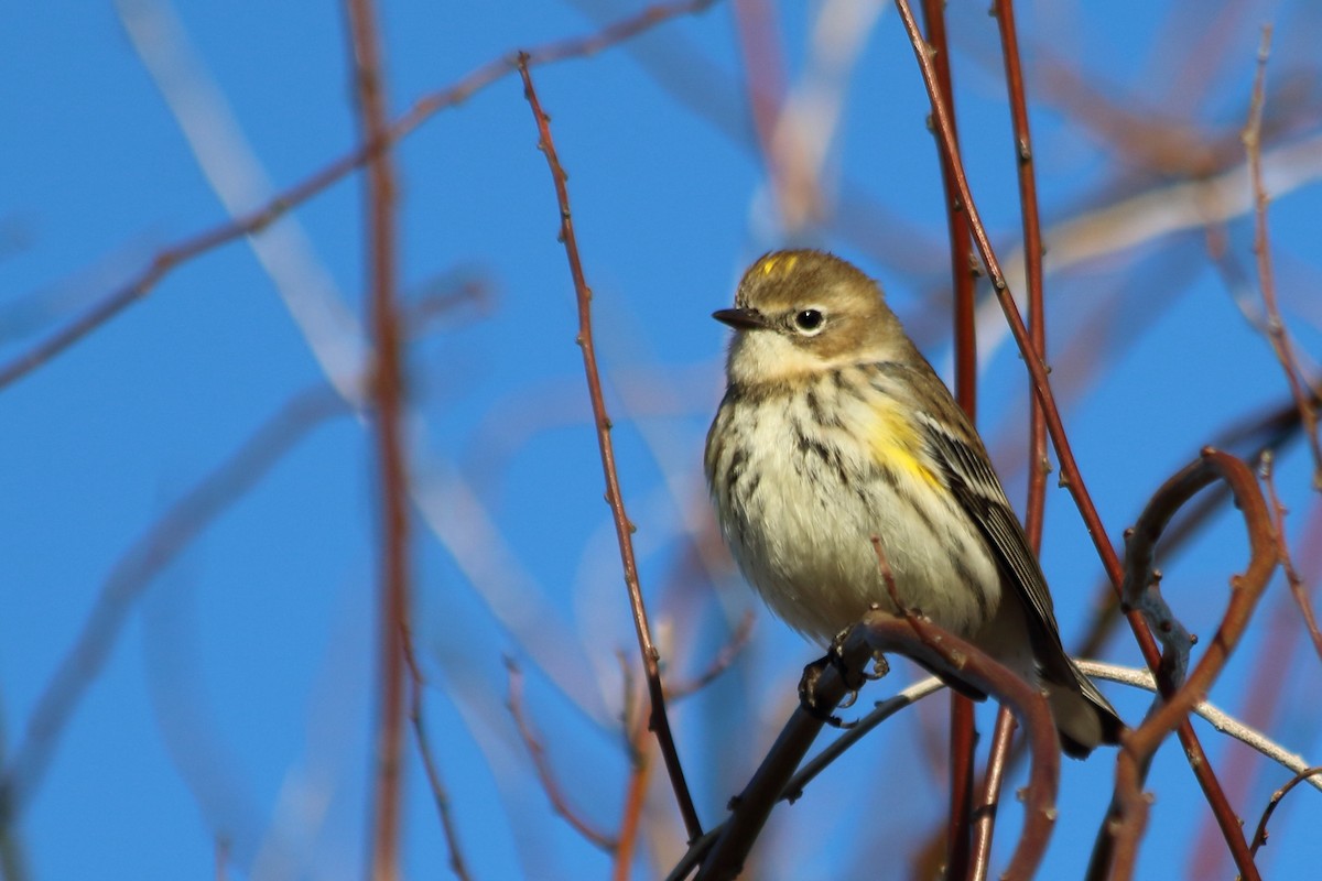 Пісняр-лісовик жовтогузий - ML646113871