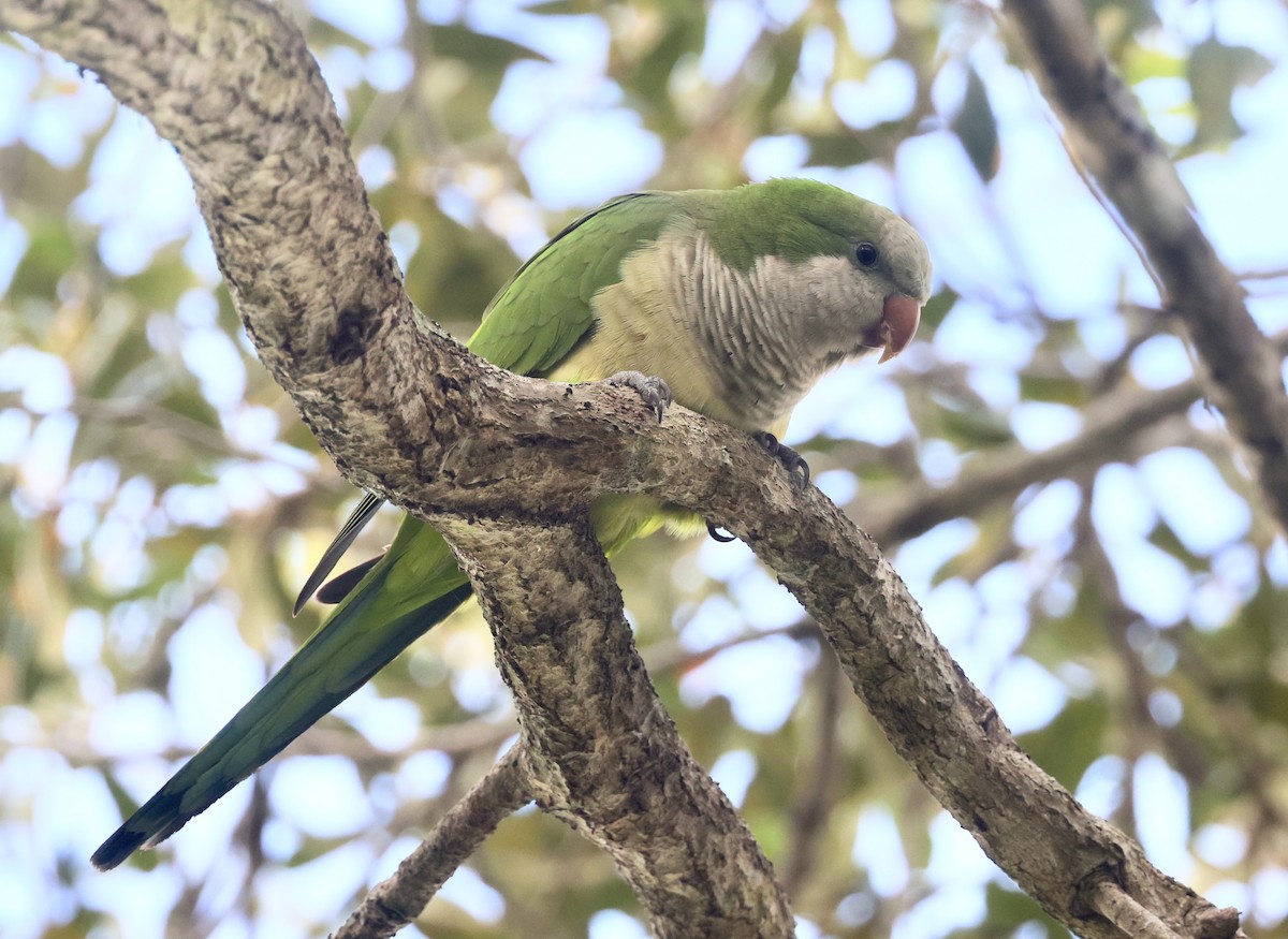 Калита сіроволий - ML646113872