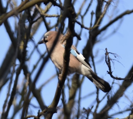 Сойка звичайна - ML646113875