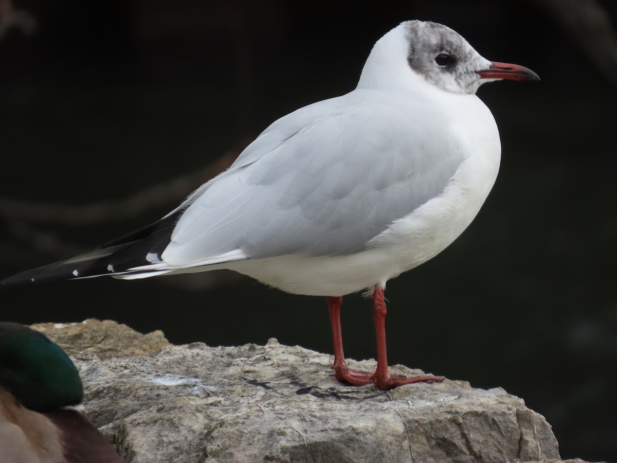 Мартин звичайний - ML646113877