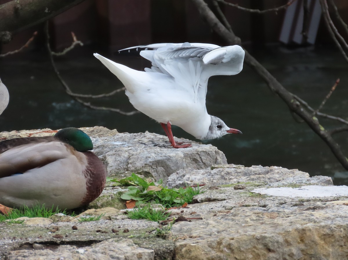 Мартин звичайний - ML646113881