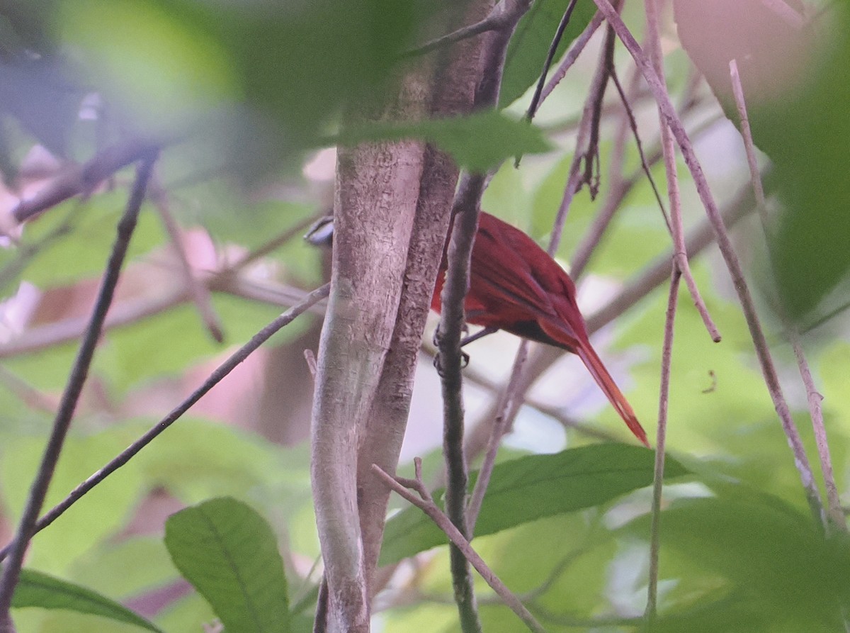 Кардинал червоно-чорний - ML646113883