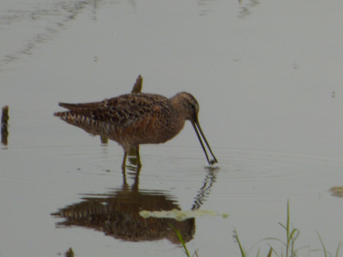 Неголь довгодзьобий - ML646113884