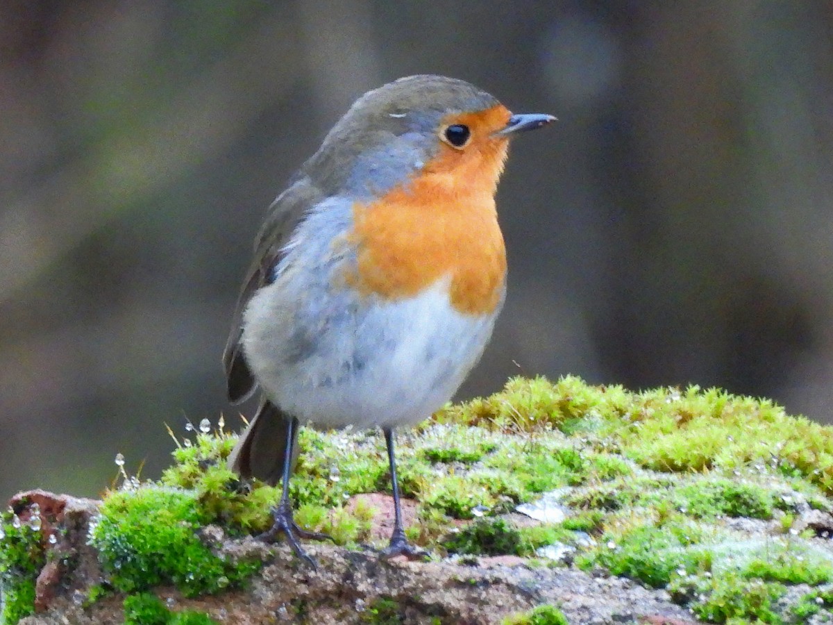 European Robin - ML646113885