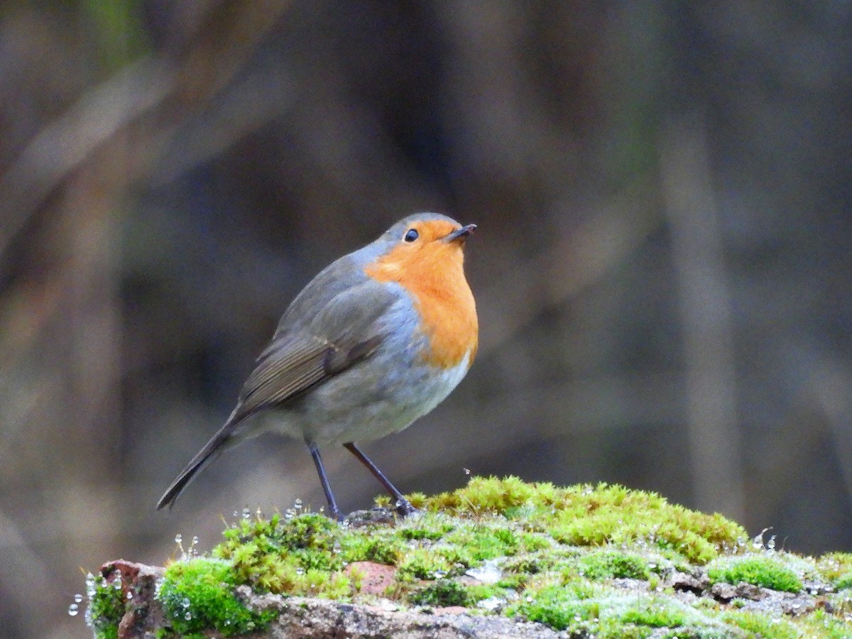 European Robin - ML646113886